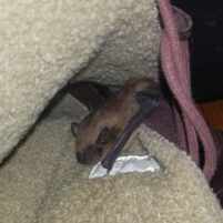 Bat Issues and Problems in Erlanger Kentucky