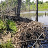 Beaver Issues in Erlanger Kentucky