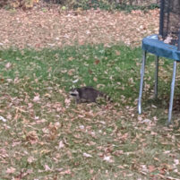 Nuisance Raccoon Issues in Erlanger Kentucky