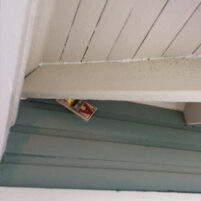 Rats and Mice Issues in Erlanger Kentucky