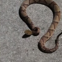 Snake Issues in Erlanger Kentucky