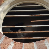 Pest Squirrel Problems in Erlanger Kentucky