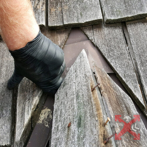 Roof Damage by Wildlife